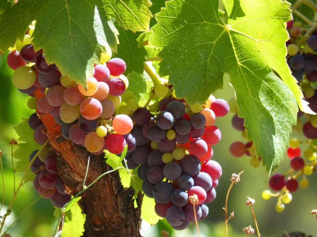 Adicione esses 2 ingredientes naturais à sua dieta para uma pele incrível