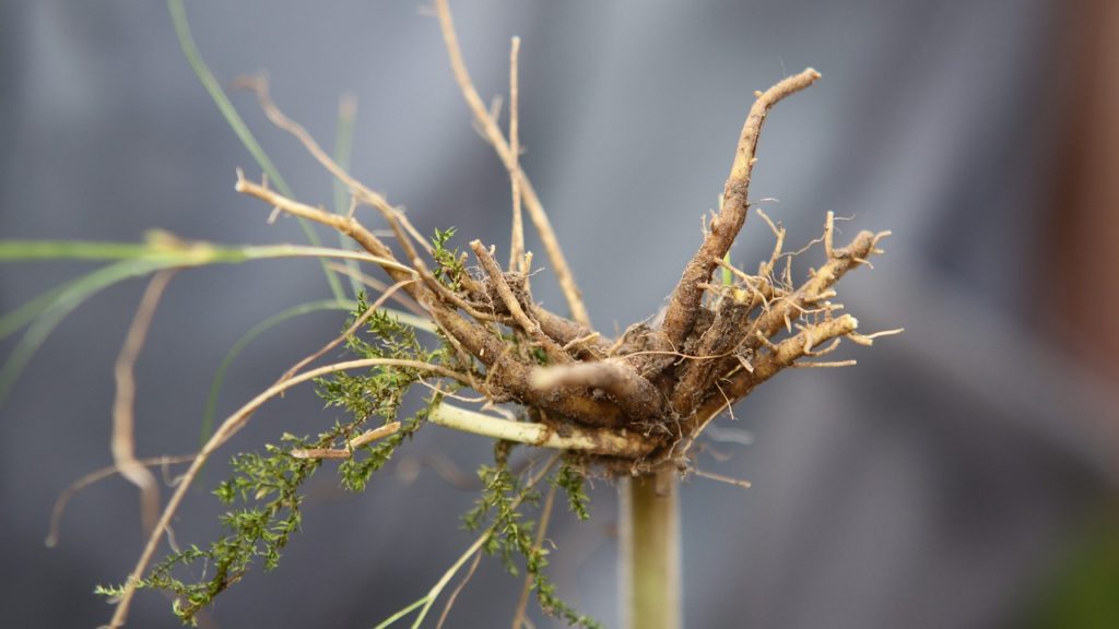 esses 3 ingredientes naturais podem fazer maravilhas na sua aparência, como ter uma pele saudável, raiz de velariana