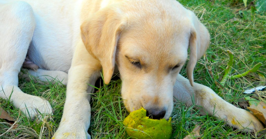 Cachorro pode comer manga? Saiba se fruta é...