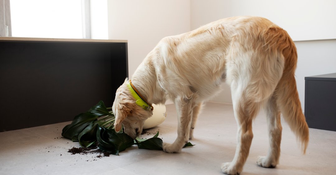 Carvão ativado funciona para cachorros?