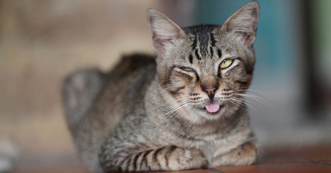 Catnip: como funciona a “maconha dos gatos”