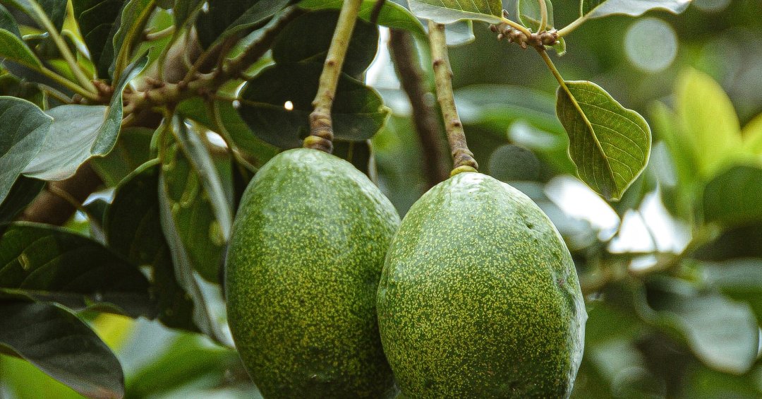 Chá de folha de abacate: conheça os benefíci...