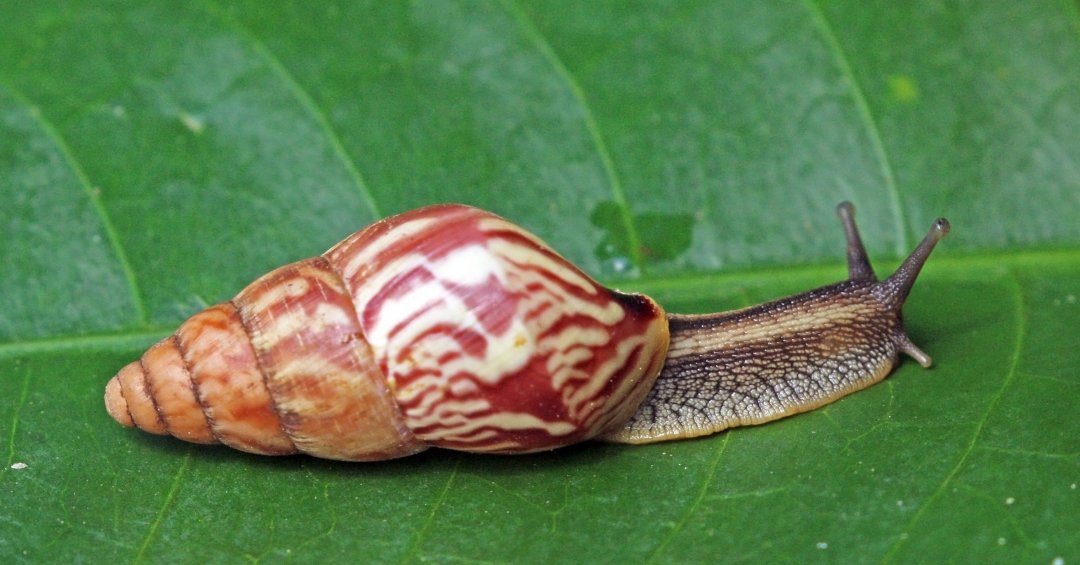 Chuvas favorecem infestação de caramujos: veja cuidados para eliminar os moluscos
