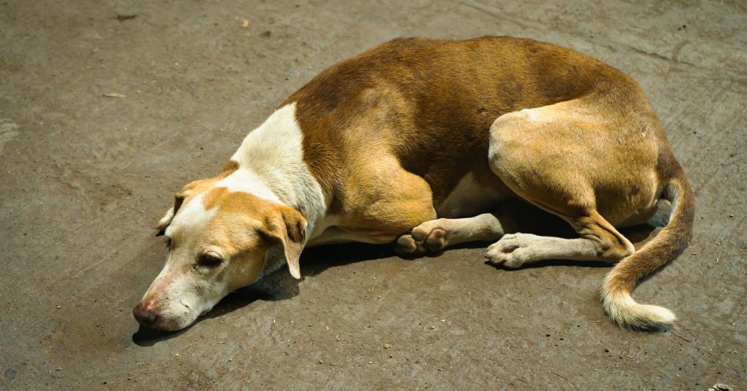 Cinomose canina: conheça a doença e saiba co...