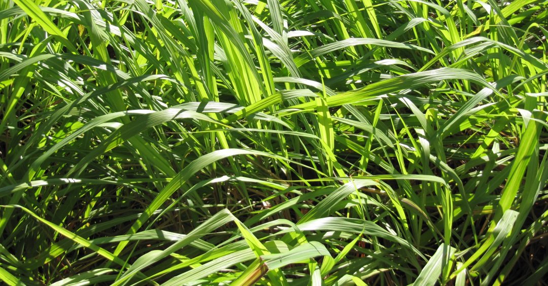 Citronela: como usar a planta como repelente...