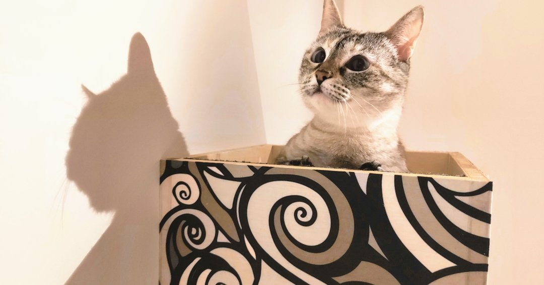 Como gatificar sua casa – e quais as vantage...