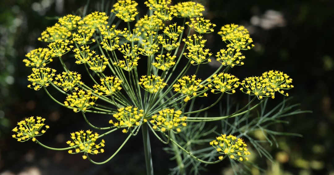 Endro: conheça 5 benefícios da erva e saiba...