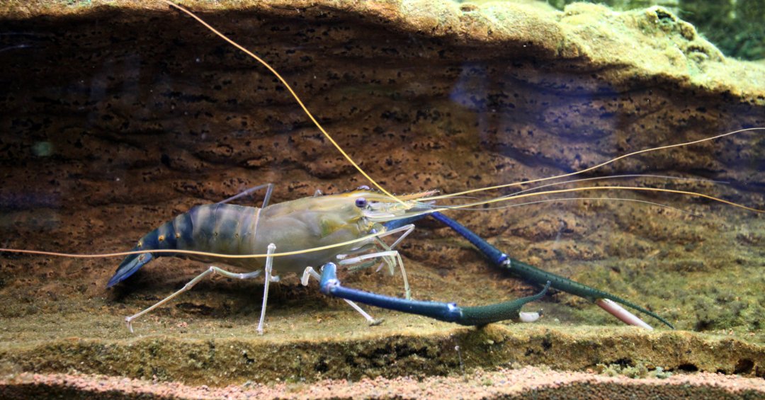 Macrobrachium rosenbergii: Camarão gigante a...