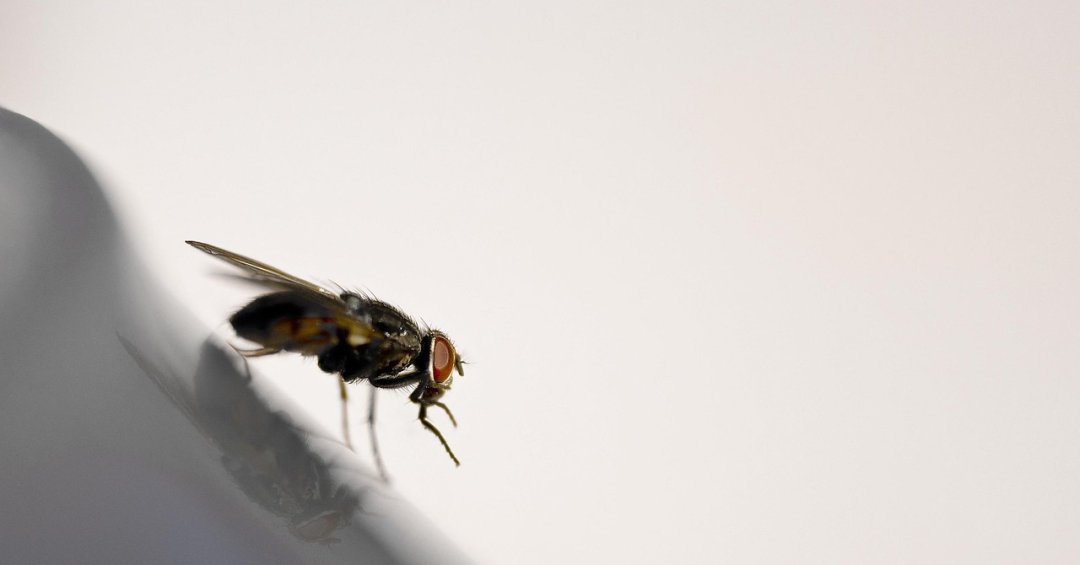 Miíase: o que é, quais são as causas, sintomas e tratamentos