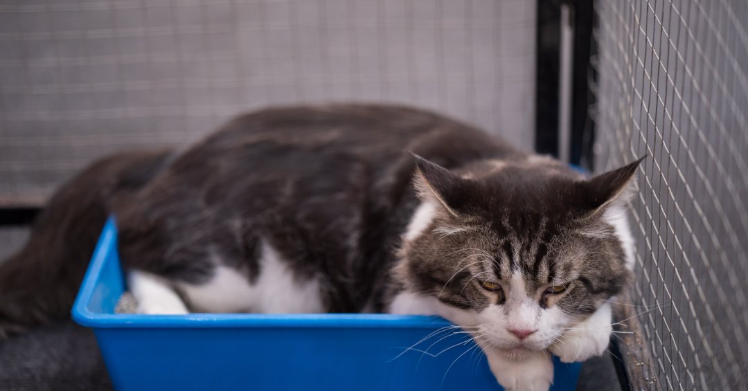 Obstrução urinária em gatos: saiba mais sobr...