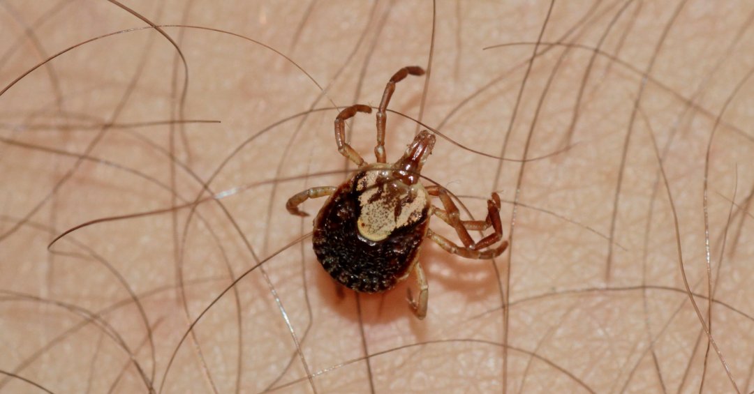 Os perigos do carrapato-estrela para a saúde