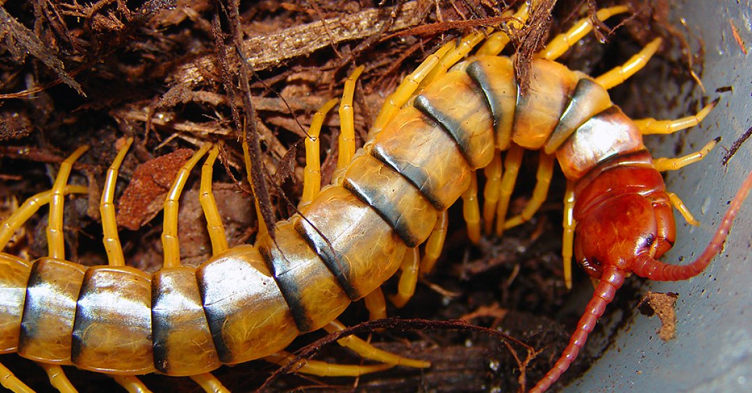 Picada de lacraia: quais são os primeiros so...