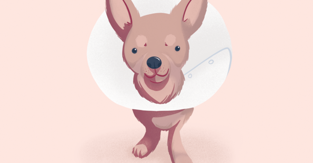 Primeiros socorros de pets: como agir em sit...