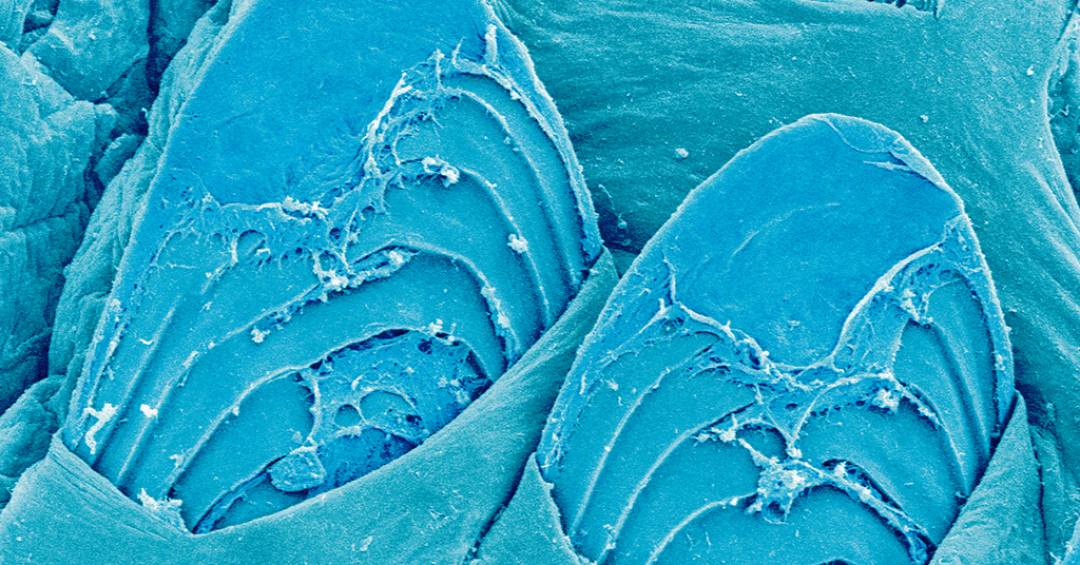 Zoom: na crista das ondas… só que não!