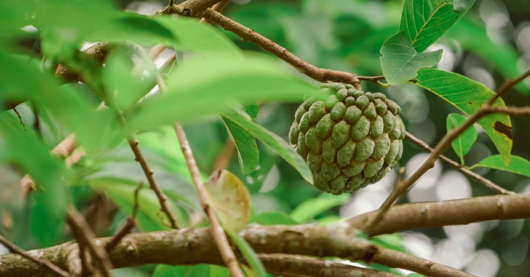 Conhece a fruta-do-conde? Rica em antioxidan...