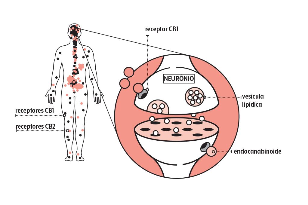 sistema-canabinoide