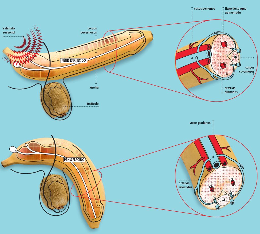 como-funciona-tadalafila