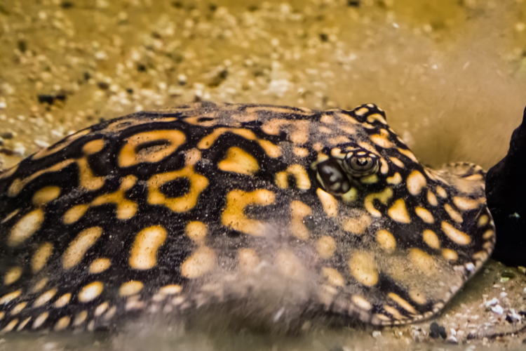 saude-biodiversidade-peixes-arraia