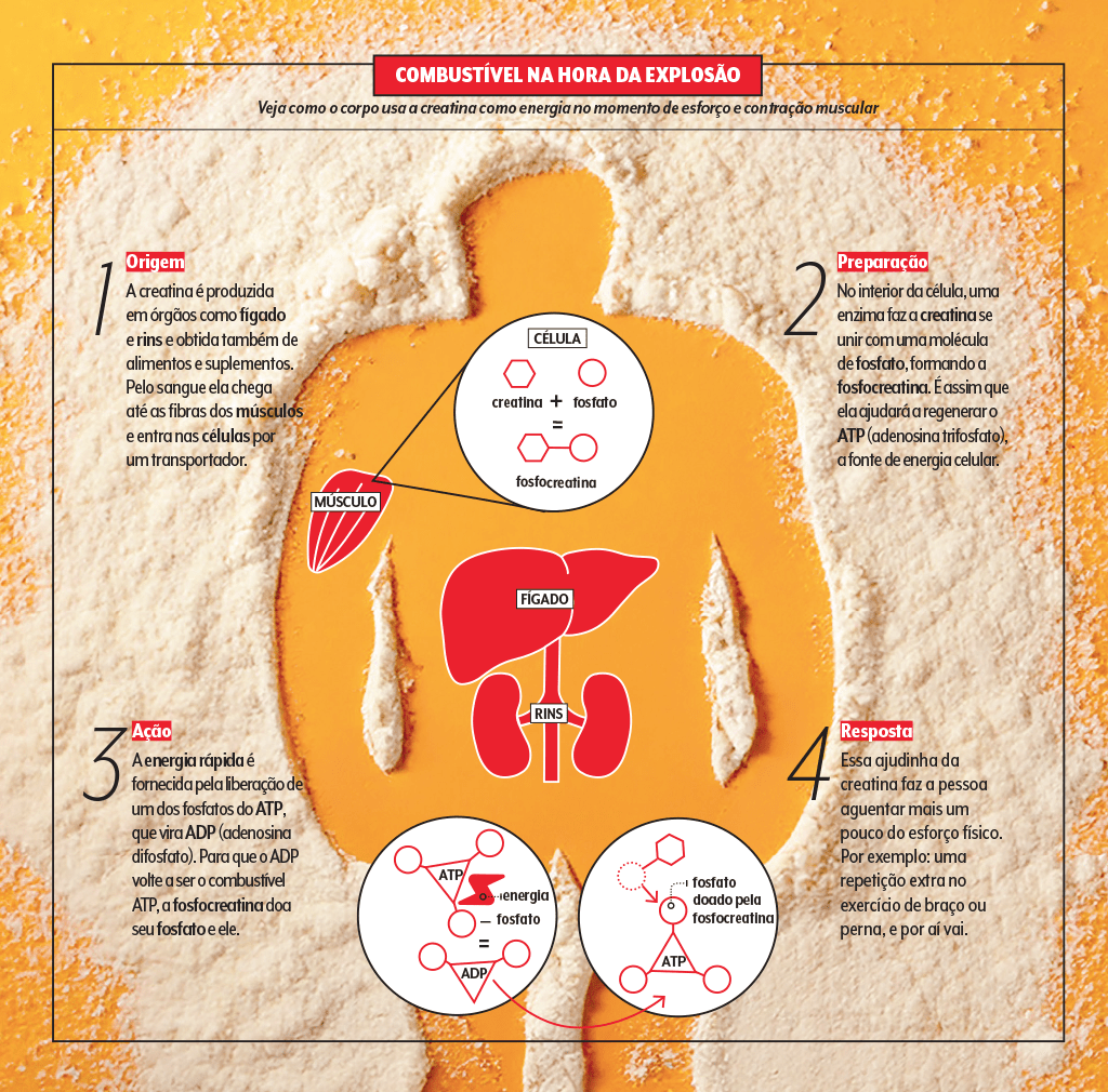 creatina-info-foforilacao-funcionamento