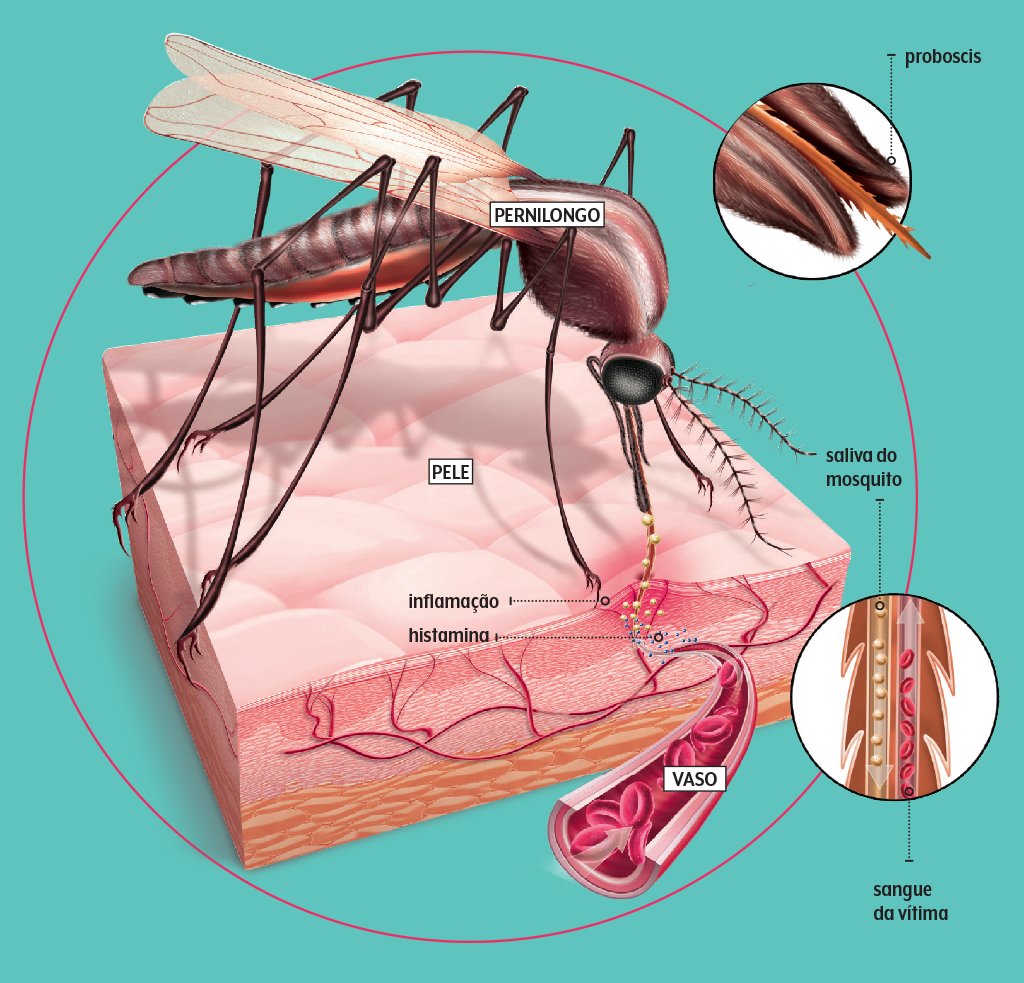 picada-pernilongo-info