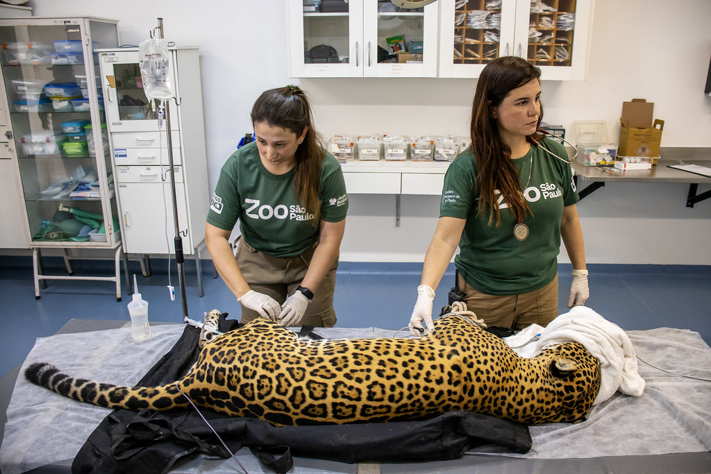 onca-pintada-doa-sangue