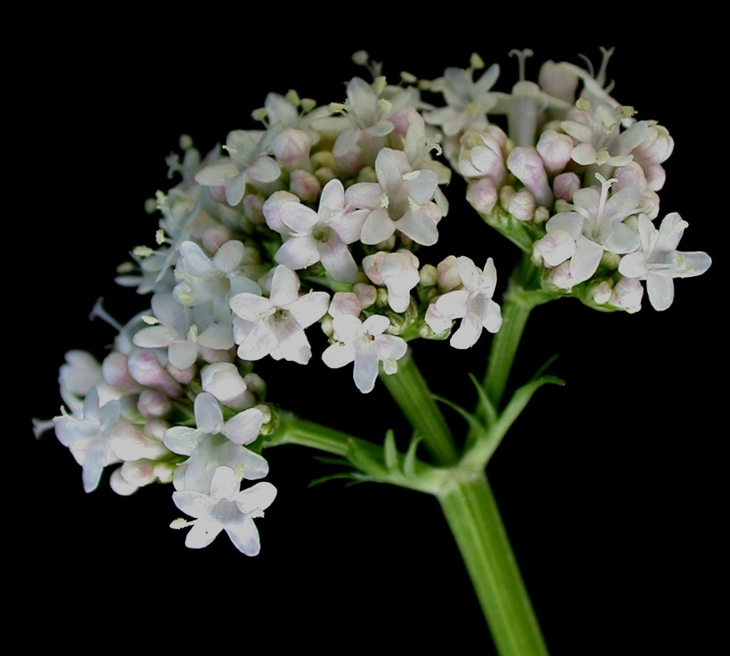 cha-de-valeriana