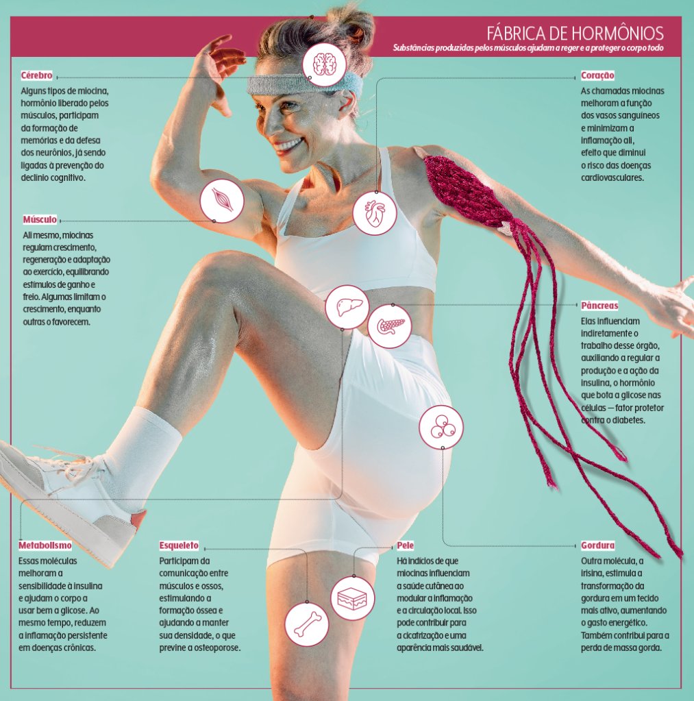 Fotografia de mulher de meia idade, branca e loira, levantando halteres, olhando para a frente com rosto sério, concentrado. Em um dos braços, há uma ilustração de crochê, simbolizando músculos sendo construídos e/ou costurados. Na ilustração, está escrito: Título: Fábrica de hormônios Intertítulo: Cérebro. Texto: Alguns tipos de miocina, hormônio liberado pelos músculos, participam da formação de memórias e da defesa dos neurônios, já sendo ligadas à prevenção do declínio cognitivo. Intertítulo: Músculo. Texto: Ali mesmo, miocinas regulam crescimento, regeneração e adaptação ao exercício, equilibrando estímulos de ganho e freio. Algumas limitam o crescimento, enquanto outras o favorecem. Intertítulo: Coração. As chamadas miocinas melhoram a função dos vasos sanguíneos e minimizam a inflamação ali, efeito que diminui o risco das doenças cardiovasculares. Intertítulo: Pâncreas. Texto: Elas influenciam indiretamente o trabalho desse órgão, auxiliando a regular a produção e a ação da insulina, o hormônio que bota a glicose nas células — fator protetor contra o diabetes. Intertítulo: Gordura: Texto: Outra molécula, a irisina, estimula a transformação da gordura em um tecido mais ativo, aumentando o gasto energético. Também contribui para a perda de massa gorda. Intertítulo: Metabolismo texto: Essas moléculas melhoram a sensibilidade à insulina e ajudam o corpo a usar bem a glicose. Ao mesmo tempo, reduzem a inflamação persistente em doenças crônicas.