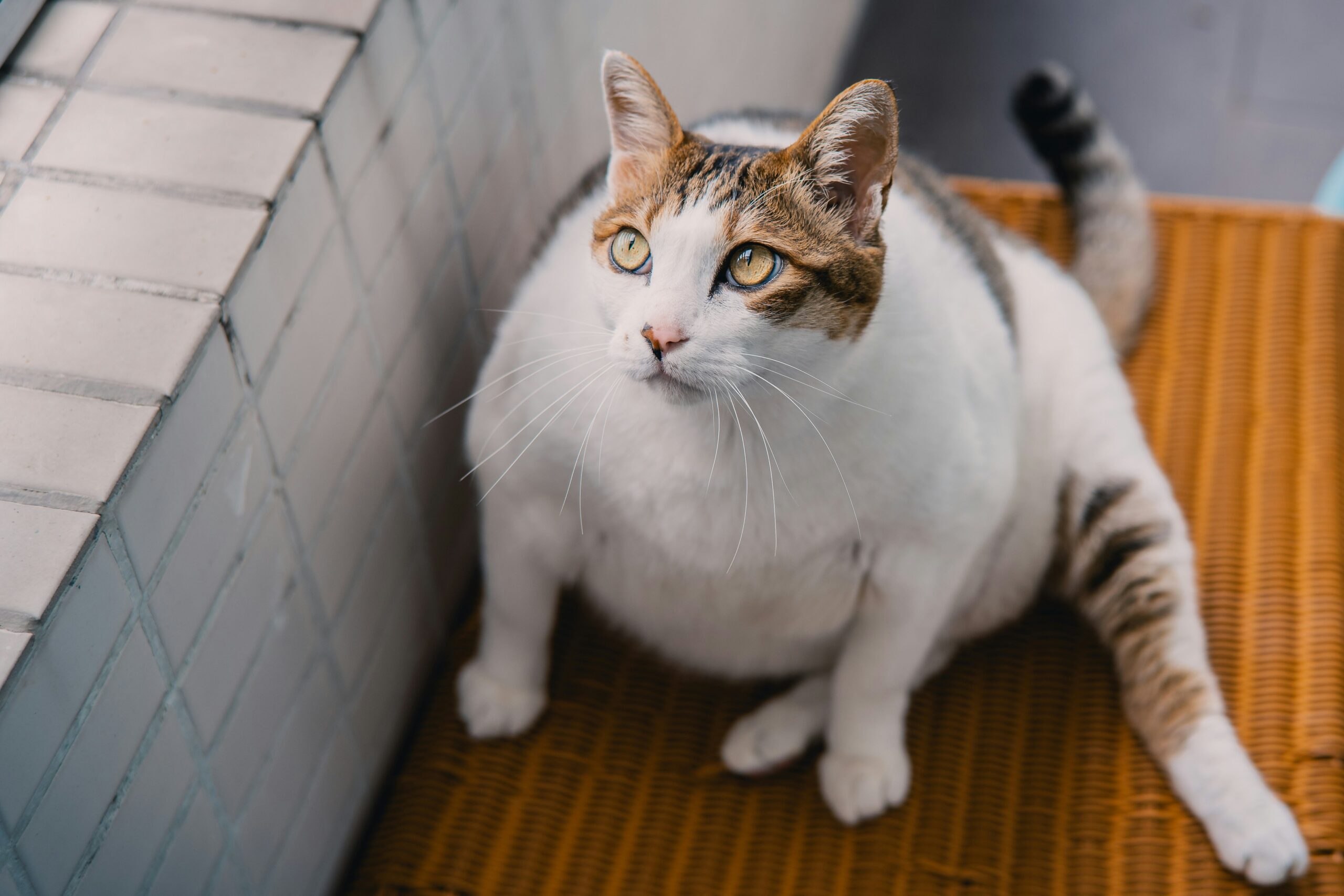 Exame usado em humanos poderá ajudar cães e gatos a emagrecerem com saúde