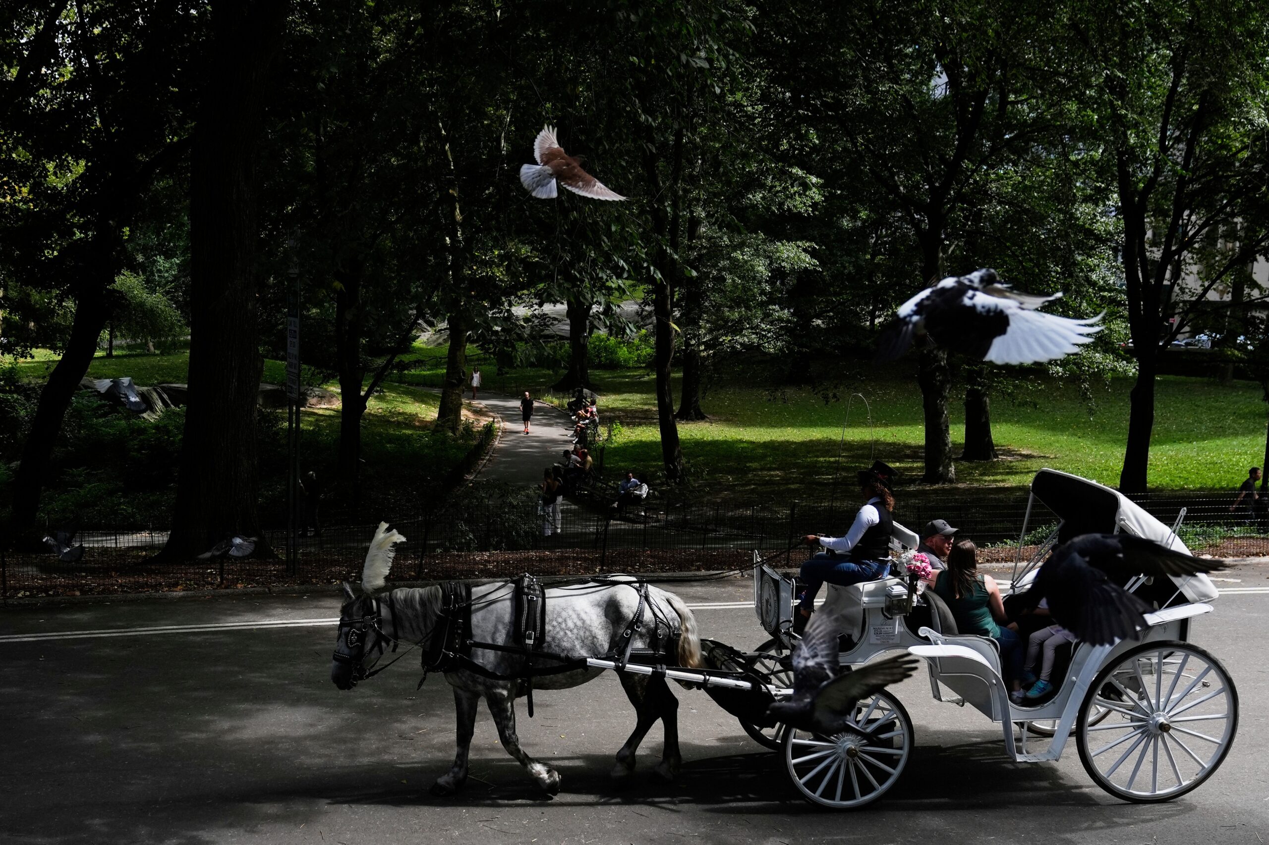 Nova York quer proibir passeios de carruagem no Central Park após morte de adolescente