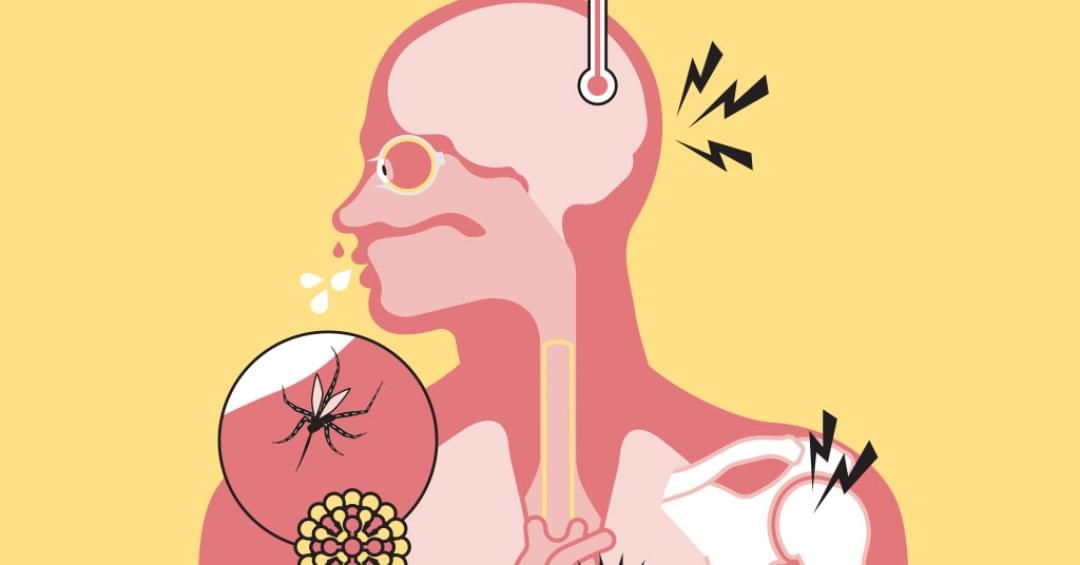 Dengue: conheça os sintomas da doença e saib...